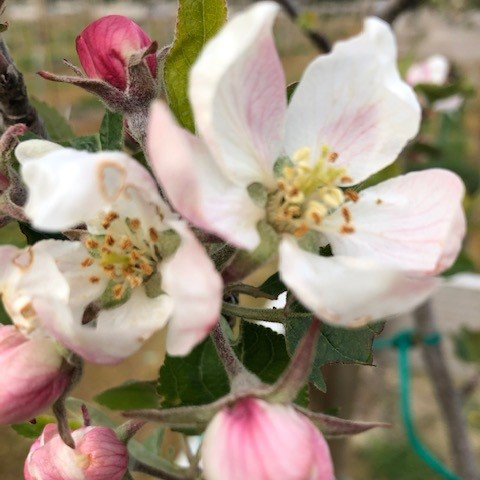 Laxton Superb - an iconic apple with great qualities.