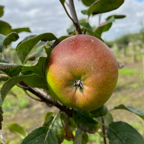 Lord Lambourne - great flavour, well suited to the north.