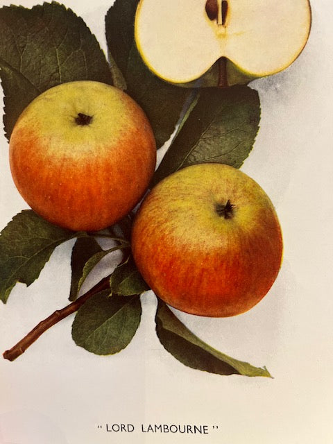 Lord Lambourne  - great flavour, well suited to the north.