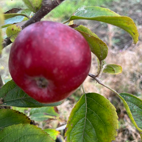 Macoun - regarded by some as the best tasting apple.