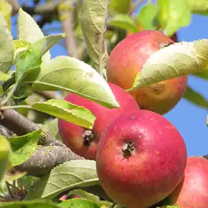 Marie Menard - a heritage bittersweet from Brittany.