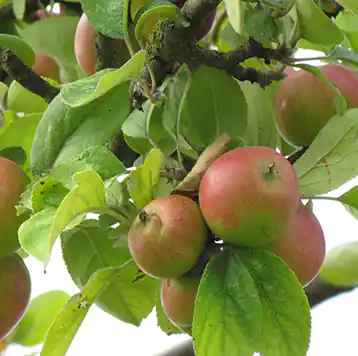 Marseigna - a rare bittersweet from northern france.