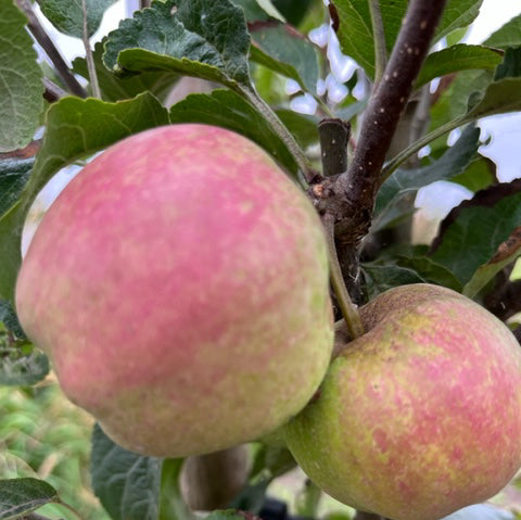 Meile d'Or - a rare, sweet and honeyed, Cornish apple.