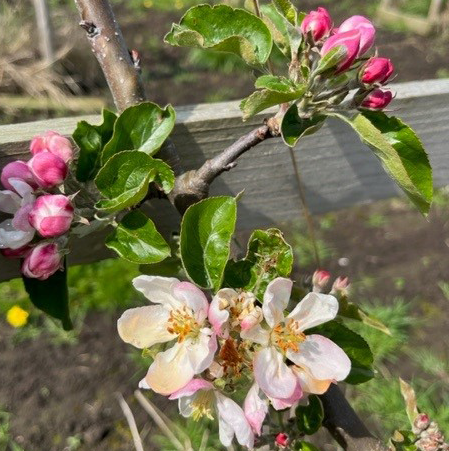 Morgan Sweet Scions (Cider)