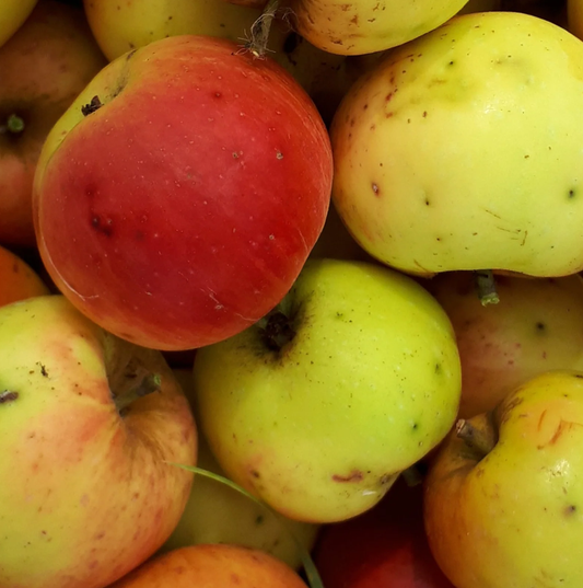 Muscadet de Dieppe - honeyed, aromatic juice for Calvados.