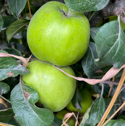 Howgate Wonder - a highly regarded juicing apple.
