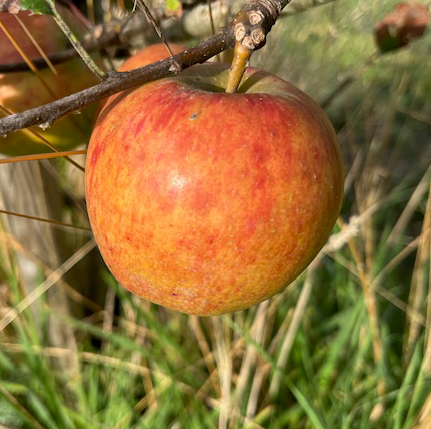 Northwood (thin) - a legendary pure sweet cider apple from Devon.