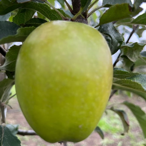 Oaken Pin - a rare, interesting, sweet variety from Exmoor.