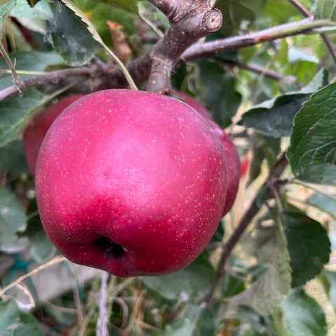 Reinette Gris - a highly regarded French russet variety.