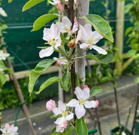 Red Elstar - great variety that tolerates damp conditions.