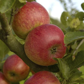 Red Fortune - a red sport of Laxton Fortune.