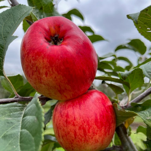 Red Miller's Seedling - sweet, juicy with a refreshing flavour.