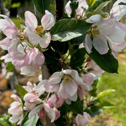 Red Delicious - an important variety worthy of great regard.