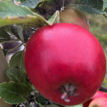 Red Elstar - great variety that tolerates damp conditions.