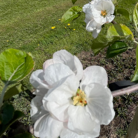 Red Gravenstein - a high quality fruit well suited to the south (thin).