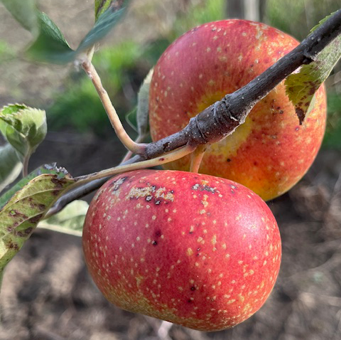 Red Ingestre - a rare gem with well flavoured flesh.