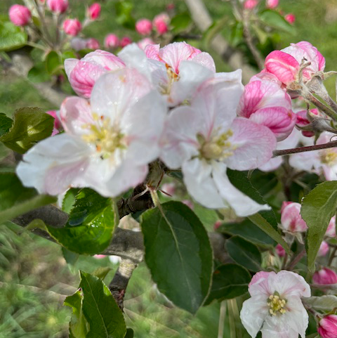 Reinette Gris - a highly regarded French russet variety.