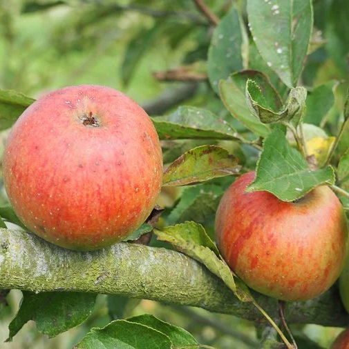 Roquet Rouge - a rare sweet variety local to the Calais region.