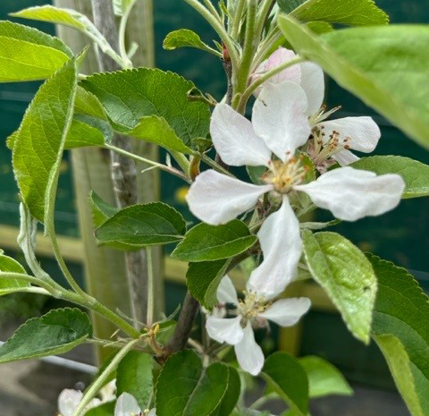 Rosanne (thin) - a modern must have variety developed in Tasmania