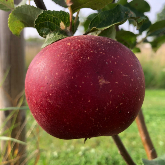 Rosette - this is a "must have" first class variety.