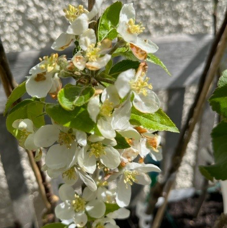 Rosette - this is a "must have" first class variety.