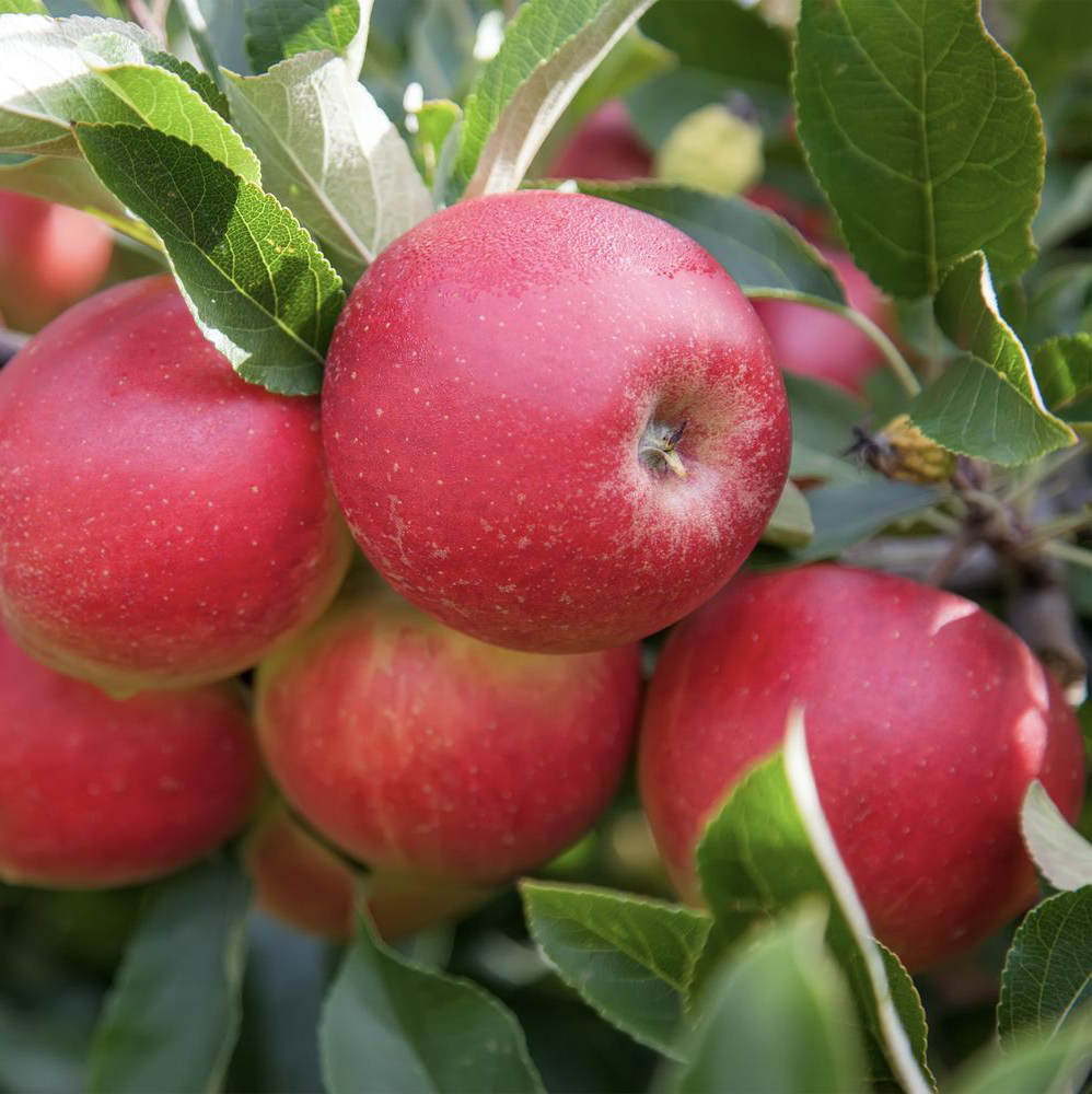 Roter Mond - a Russian red fleshed variety.
