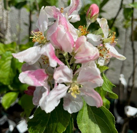 Ruby - a wonderful variety by Seabrook.