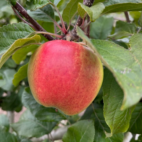 Santana - modern, perfumed, sweet,well flavoured and disease resistant.