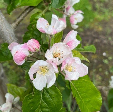 Saturn - a new scab resistant fruit great for flavour and juice.