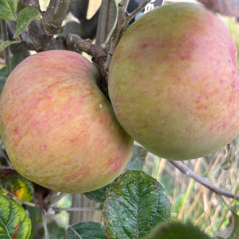 Slack ma Girdle a pure sweet best blended with Bittersharps.