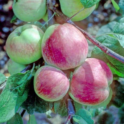 Snovit - aka Snow White from Sweden.