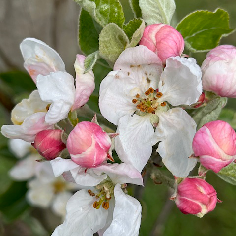 Snow Sweet - a hardy variety from USA with good flavour.