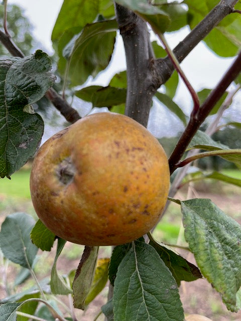 St Edmunds Russet - some regard this as the superior russet.