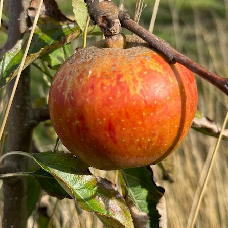St Cecilia (thin) - Cox seedling intensely flavoured.