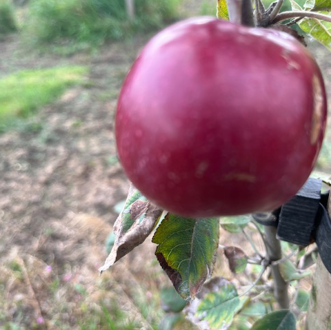 Starkspur McIntosh - an aromatic free spurring variety.