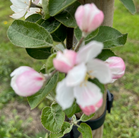 Starkspur McIntosh - an aromatic free spurring variety.