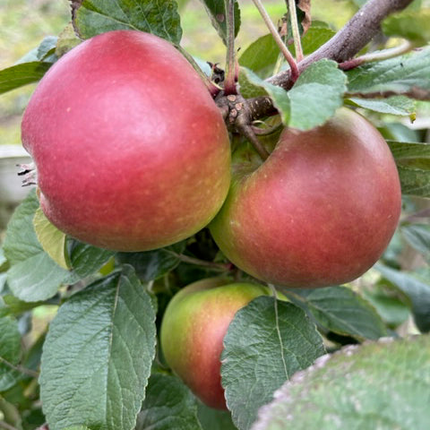 Sturmer Pippin - an exceptionally well-flavoured apple.