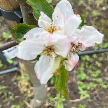 Sweet Coppin - from Devon an intensely sweet cider apple.