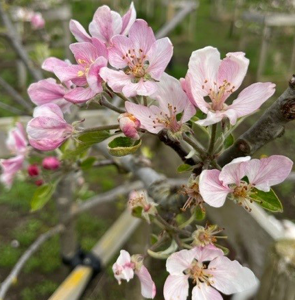 Sweet Society - a fantastic, balanced, aromatic flavour.