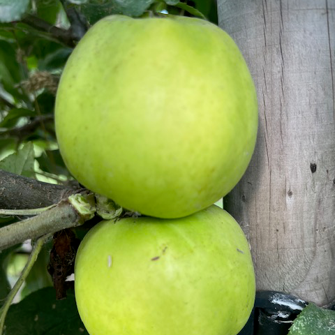 Sweet Coppin  - from Devon an intensely sweet cider apple.