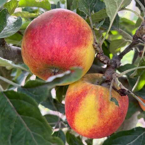 Sweet Society - a fantastic, balanced, aromatic flavour.