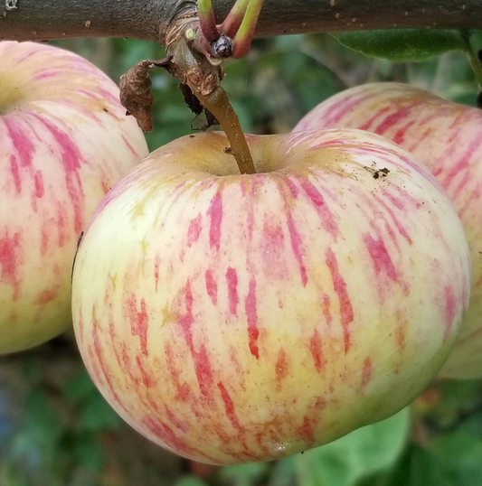Tardive Forestier - a rare Bittersweet cider variety from Normandy.