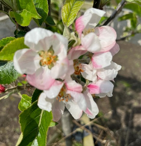 Taunton Cross - a sweet sharp with a vinous flavour.