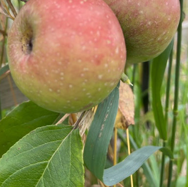 Ten Commandments a mild Bittersweet cider apple.