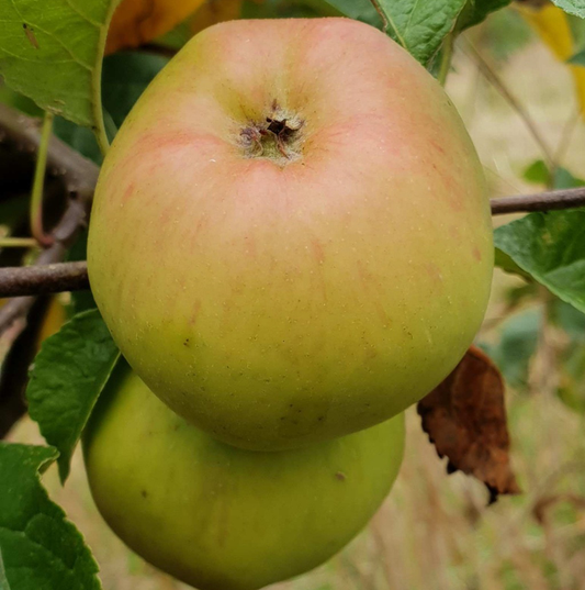 Tom Putt - a mild sharp best used within a blend.