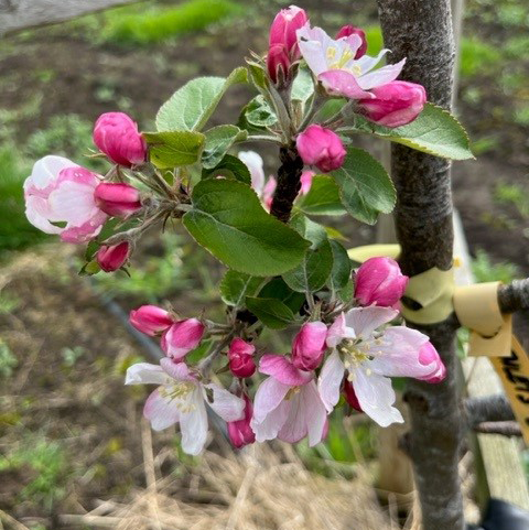 Tremletts Bitter - a frost tolerant, vintage, bittersweet.