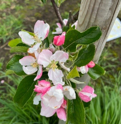 Tumanga - an aromatic, flavoursome and juicy fruit.