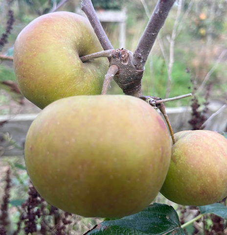 Vilberie - a traditional late flowering French Bittersweet.