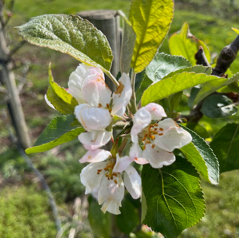 Vista Bella - an impressive, modern, balanced USA variety.