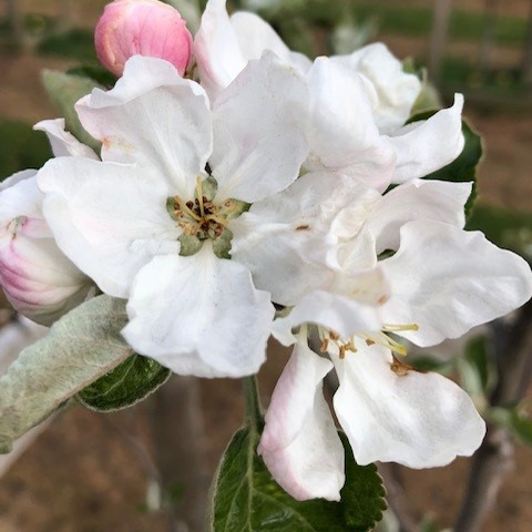 White Melrose - a well-balanced, heritage cooking apple.
